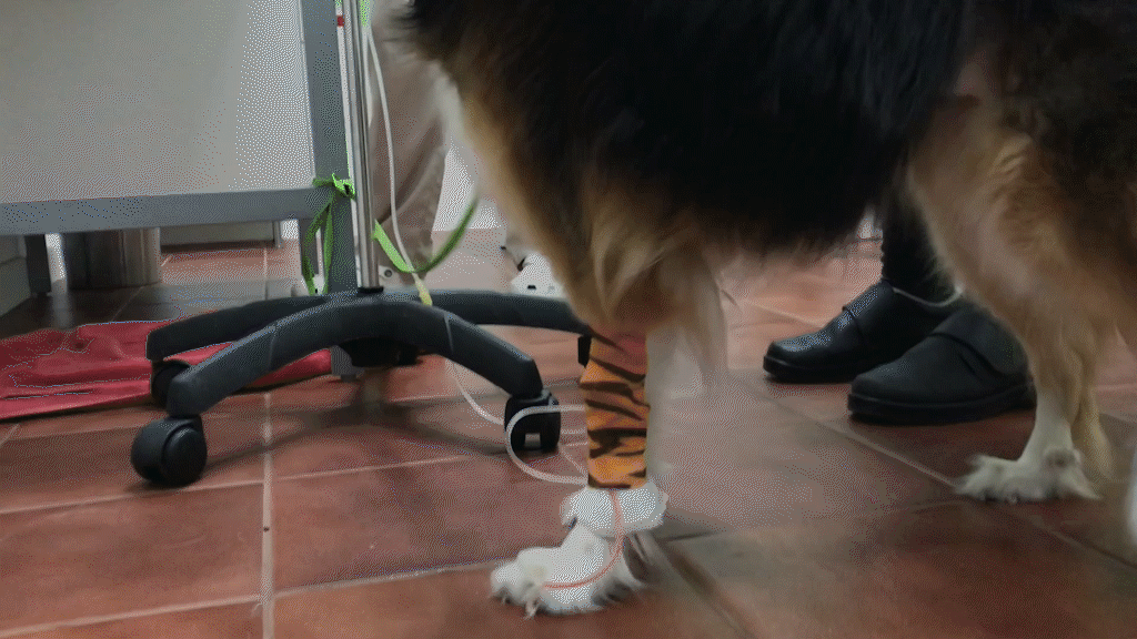 oncologia-servicio-veterinario