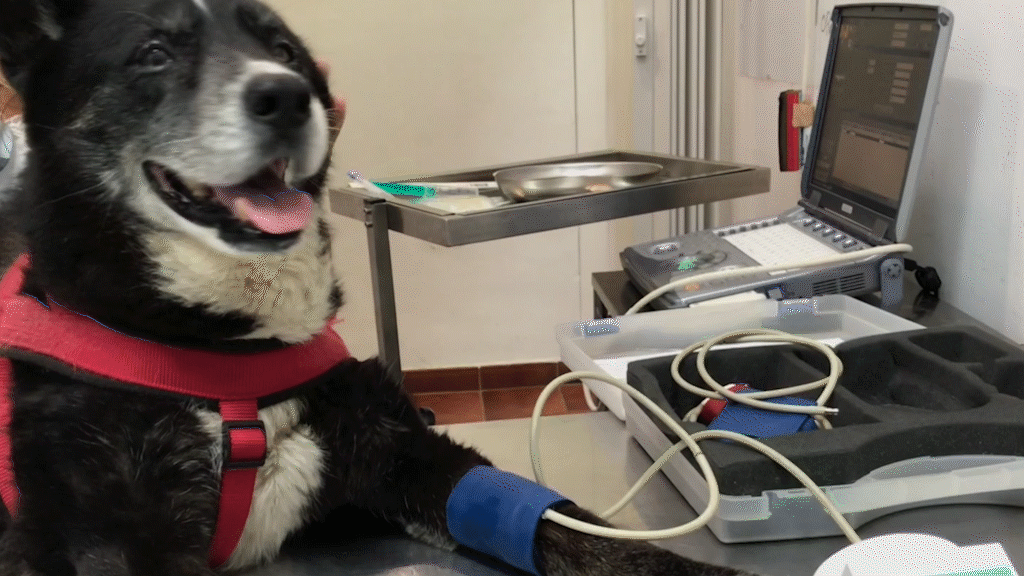 medicion-de-presion-veterinario