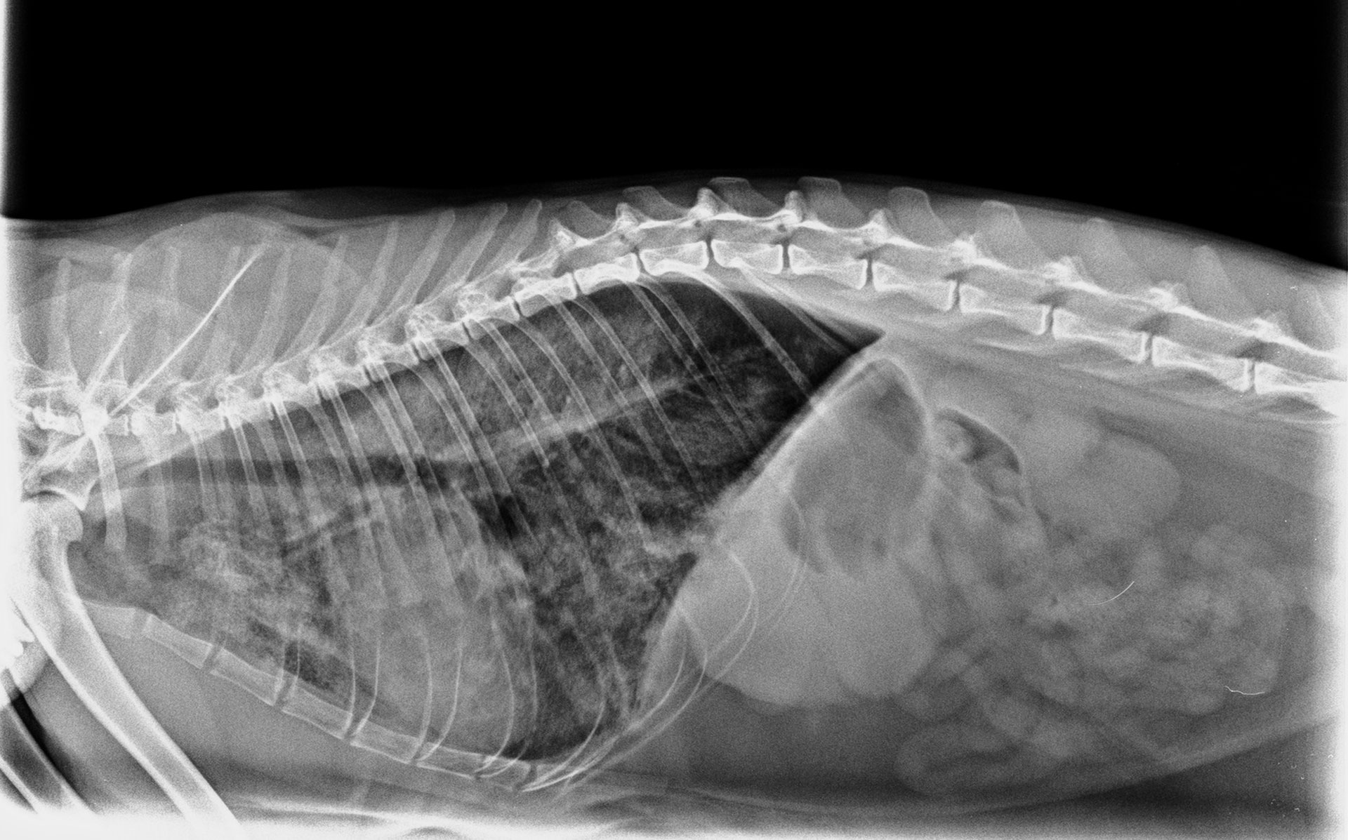 radiologia-servicio-veterinario-completo